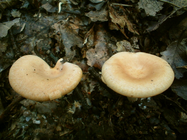 Armillaria mellea e Lepista inversa